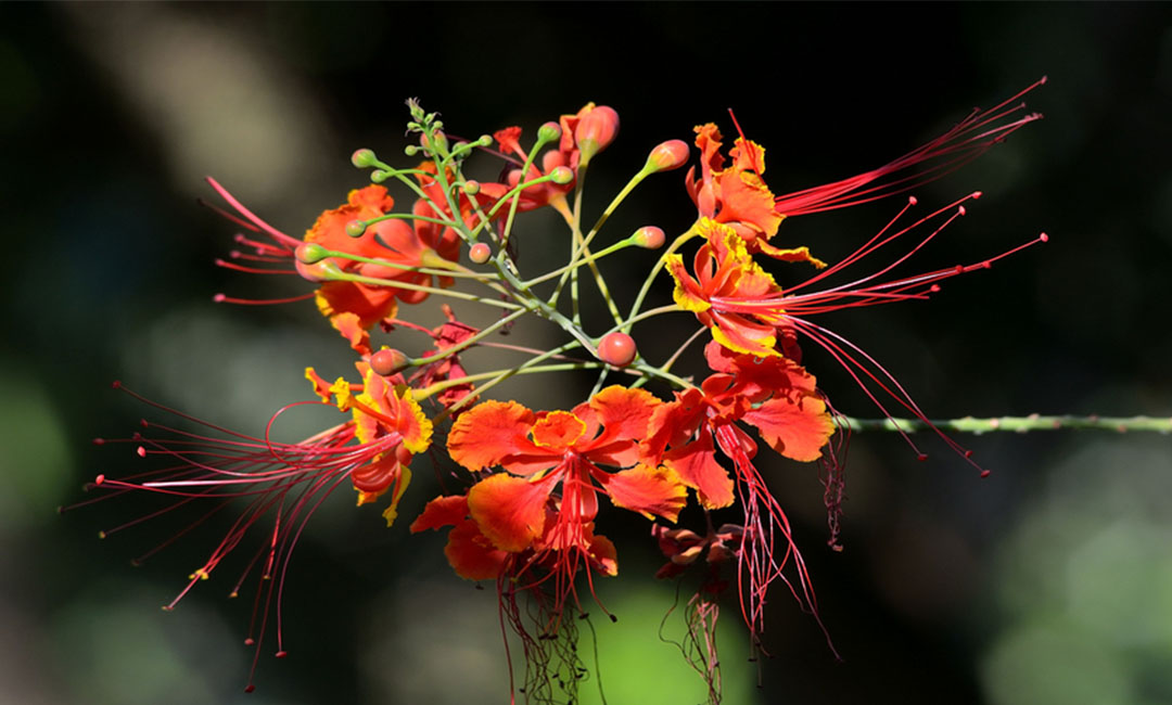 芜湖芜湖花帮主百科词条创建案例